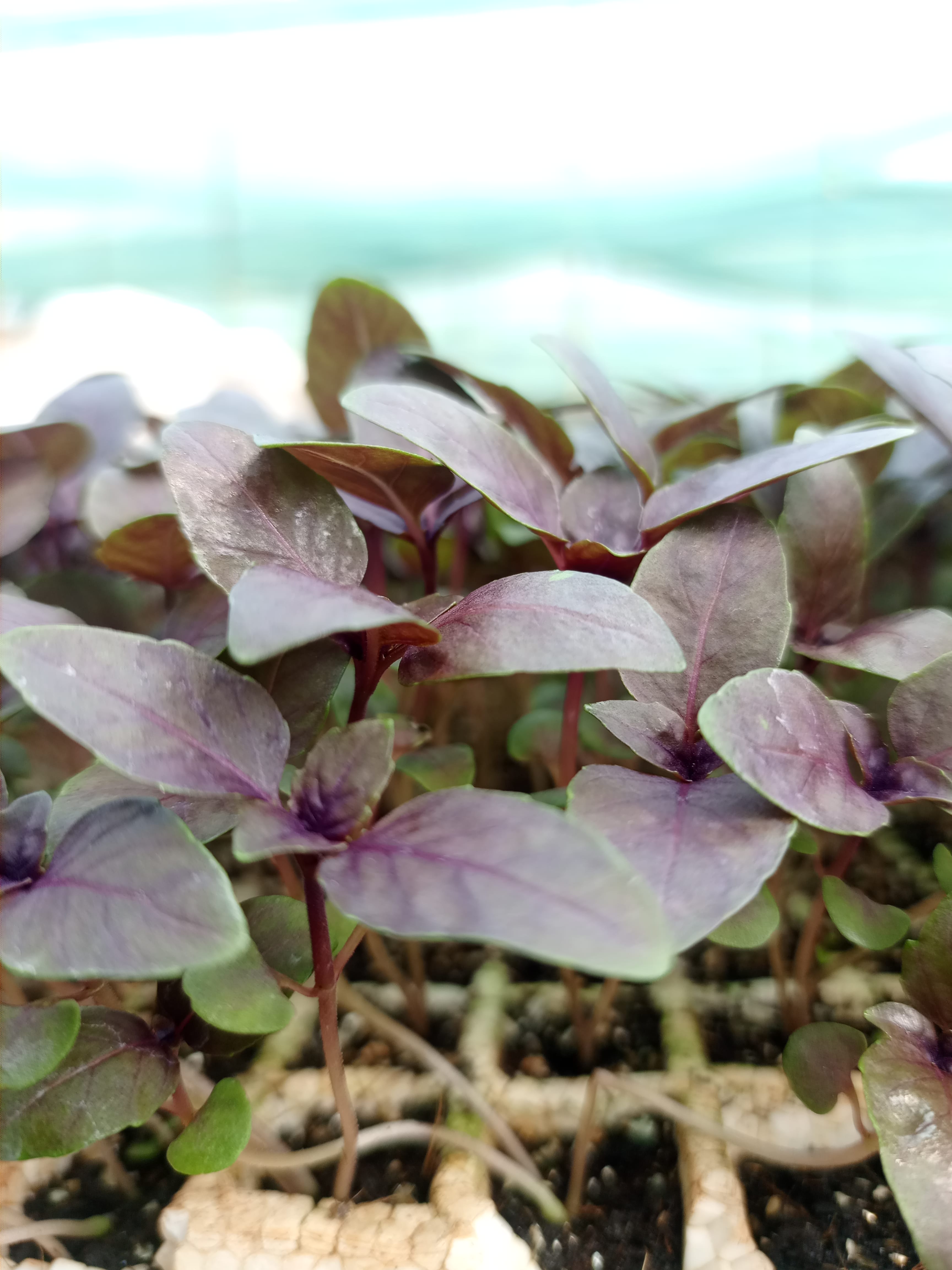 New Agrodeal seedling propagation